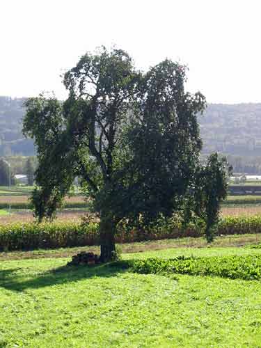 Restoration October 2006